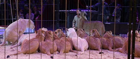 Circus Krone: öffentliche, kommentierte Raubtierprobe mit Martin Lacey jr. am 11.02.2018 (©Foto:  Martin Schmitz)